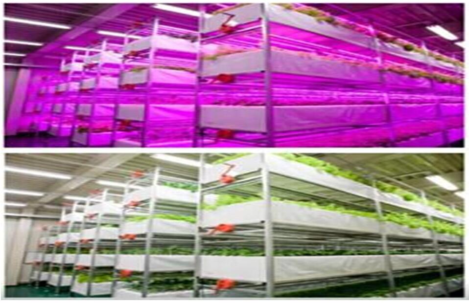 uvled應用于植物工廠13048834002